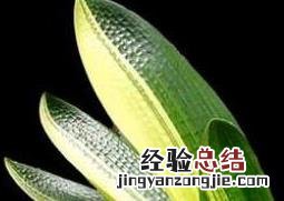 君子兰如何养殖 君子兰如何养殖才能枝繁叶茂