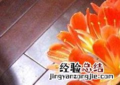 新栽君子兰叶子发黄是什么原因 君子兰叶子发黄是什么原因