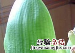 新栽君子兰叶子发黄是什么原因 君子兰叶子发黄是什么原因