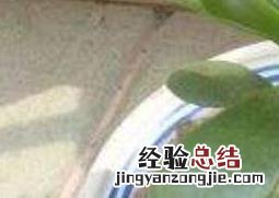 栀子花盆里有小飞虫怎么办 花盆里有小飞虫怎么办