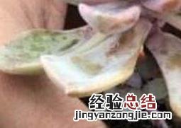 栀子花盆里有小飞虫怎么办 花盆里有小飞虫怎么办