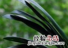 君子兰怎么种植 君子兰的养殖方法
