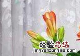 君子兰怎么种植 君子兰的养殖方法