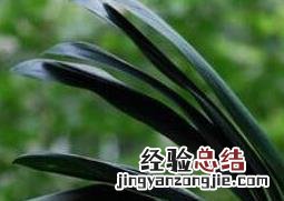 君子兰怎么种植 君子兰的养殖方法