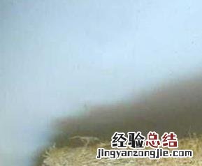 丝瓜络用来洗脸的功效 丝瓜络可以洗脸吗