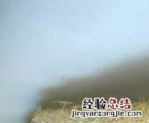 丝瓜络用来洗脸的功效 丝瓜络可以洗脸吗