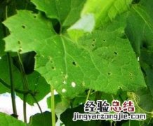 丝瓜种类,丝瓜品种图片 丝瓜种类,丝瓜品种