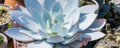 花多多12号是什么肥 花多多12号是什么肥料