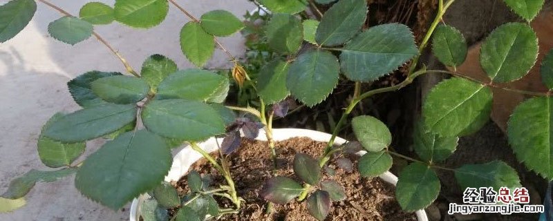 月季花苗哪里有卖 月季花苗哪里有
