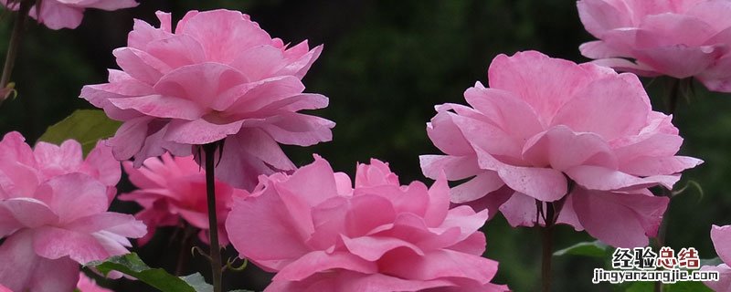 月季霜霉病原因 月季灰霉病和霜霉病的区别