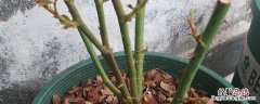 嫁接月季新芽慢慢枯萎 月季嫁接苗几年退化