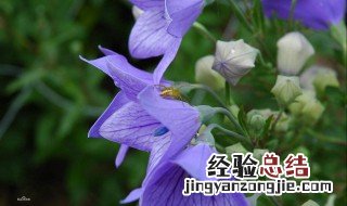 桔梗也叫什么 桔梗的全名