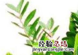 金钱树的养殖方法和注意事项叶子发黄原因 金钱树的养殖方法