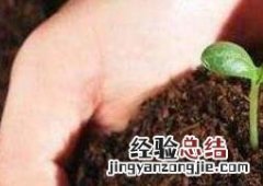 营养土如何做成肥料 营养土如何做