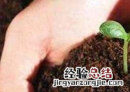 营养土如何做成肥料 营养土如何做