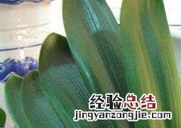 秋季君子兰如何浇水 君子兰如何浇水