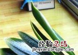 秋季君子兰如何浇水 君子兰如何浇水