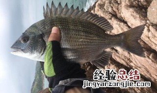 钓黑鲷鱼什么季节钓最合适 钓黑鲷季节