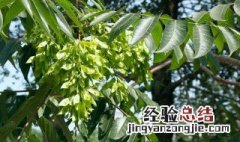 椿象 椿树上的虫子叫什么