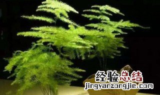 文竹土培改水培的做法图片 文竹土培改水培的做法