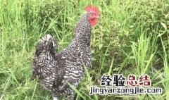 芦丁鸡怎么吃 芦丁鸡做法分享