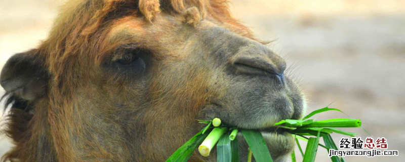 骆驼吃什么食物为主 骆驼吃啥
