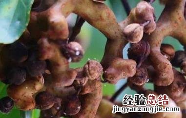 拐枣的功效与作用及食用方法 拐枣的功效与作用