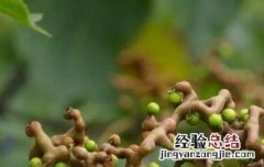 拐枣的功效与作用及食用方法 拐枣的功效与作用