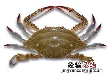 梭子蟹为什么有三疣 食用三疣梭子蟹的注意事项