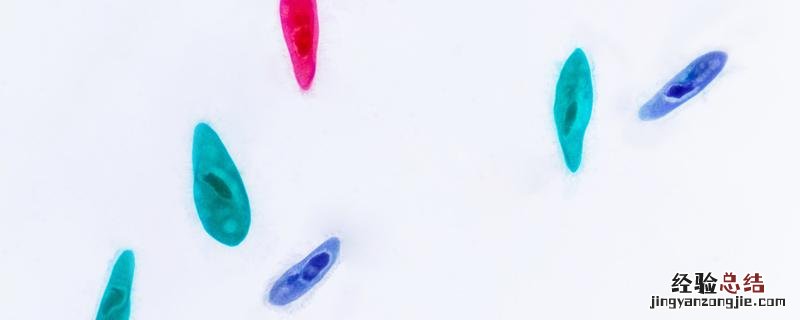 草履虫的生殖方式有哪两种，它的繁殖方式是什么