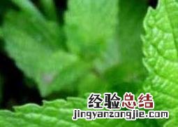 薄荷的养殖方法 薄荷如何养殖