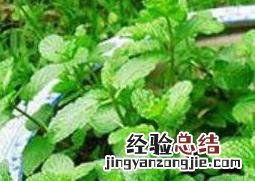 薄荷的养殖方法 薄荷如何养殖
