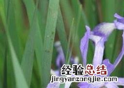 马蔺花的功效与作用视频 马蔺花的功效与作用