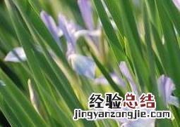 马蔺花的功效与作用视频 马蔺花的功效与作用