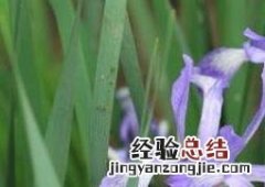 马蔺花的功效与作用视频 马蔺花的功效与作用