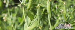 豌豆种植技术和种植时间 豌豆种植技术和种植时间图片