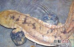 关于娃娃鱼的问题 为什么娃娃鱼商品鱼不能作种鱼