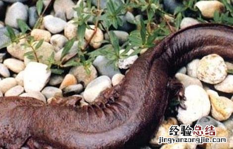 关于娃娃鱼的问题 为什么娃娃鱼商品鱼不能作种鱼