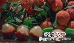 荔枝什么时候上市
