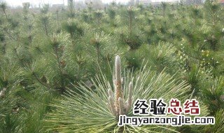 松树地里适合种什么 松树种地里行吗