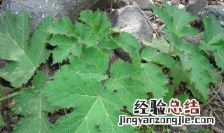 独活的功效与作用 一起来看看
