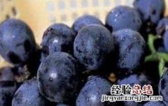 吃黑加仑有什么好处和坏处 吃黑加仑有什么好处和坏处没
