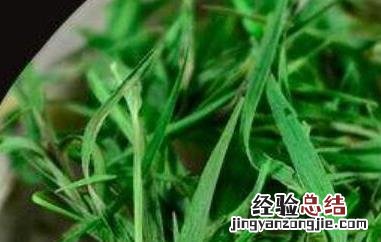 石竹茶的功效与作用及禁忌 石竹茶的功效与作用