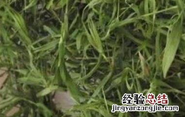 石竹茶的功效与作用及禁忌 石竹茶的功效与作用