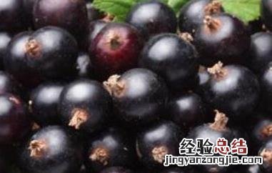 黑加仑对女人的好处 黑加仑的好处