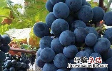 黑加仑和葡萄的区别及功效 黑加仑和葡萄的区别