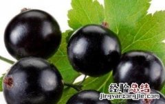 黑加仑和葡萄的区别及功效 黑加仑和葡萄的区别