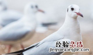 家用烤箱烤乳鸽的做法大全 家用烤箱烤乳鸽的做法