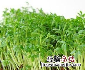 荞麦芽的功效 荞麦芽功效与作用