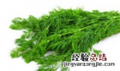 小茴香的功效与作用 有什么需要注意的
